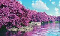 Популярные флизелиновые фотообои 416x254 см Цветущие деревья на берегу водоема (3536VEXXXL)+клей