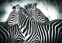 Флізелінові фотошпалери з тваринами 312x219 см Дві зебри у чорно-білому кольорі (3605VEXXL) +клей
