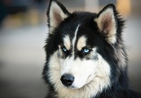 Флизелиновые 3д фотообои фото домашние животные 416x254 см Собака Хаски (3613VEXXXL)+клей