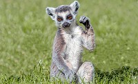 Флизелиновые фотообои 3д дикие животные 312x219 см Кошачий лемур (3623VEXXL)+клей