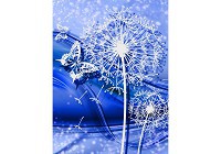 Флизелиновые фотообои в коридор цветы 184x254 см Белые одуванчики и бабочки на синем фоне (3636V4A)+клей - вид 1 миниатюра