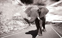 Популярные флизелиновые фотообои 3д животные 254x184 см Черно-белый африканский слон и брызги воды (3639V4)+клей