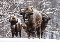 Флизелиновые фотообои фото 3д Животные 312x219 см Зубры в зимнем лесу (3669VEXXL)+клей