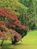 Флизелиновые зеленые фотообои для зала фото Природа Ландшафт 206x275 см Полянка в лесу (4-004VEA)+клей - вид 1 миниатюра