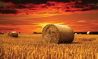 Природа флизелиновые фотообои 254x184 см Стоги сена на поле (415V4)+клей