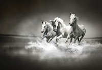 Детские флизелиновые фотообои животные 312x219 см Лошади скачут по воде черно-белые (426VEXXL)+клей