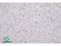 Жидкие обои Юрски Глициния 504 Фиолетовый