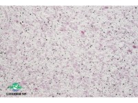 Жидкие обои Юрски Глициния 509 Пурпурный