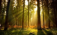 3 д флізелінові фотошпалери в вітальню 254x184 см Сонячні промені у лісі (576V4)+клей - вид 1 мініатюра