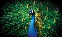Флизелиновые фотообои для зала птица 368x254 см Павлин с зелеными перьями (630V8)+клей