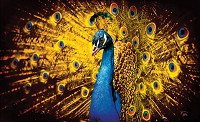 Флизелиновые фотообои птица 254x184 см Павлин с желтыми перьями (631V4)+клей