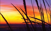 Природа флизелиновые фотообои 312x219 см Растения на закате (650VEXXL)+клей