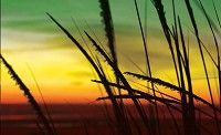 Природа флизелиновые фотообои 254x184 см Растения на закате (651V4)+клей