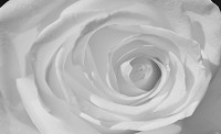 3d флизелиновые фотообои в гостиную Большие цветы 254x184 см Белая роза (659V4)+клей