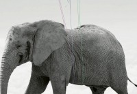 Фотообои 3D животные 368х254 см Wizard+Genius Слон с шариками (5012-4P-1)+клей - вид 2 миниатюра