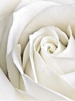 Флизелиновые фотообои цветы 184x254 см 3Д Бутон белой розы (8-001V4A)+клей - вид 1 миниатюра