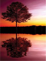 Флизелиновые фотообои 184x254 см Одинокое дерево на закате (8-007V4A)+клей