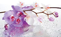 Флизелиновые фотообои в гостиную с камином Большие цветы 254x184 см 3Д Ветка орхидеи и капли воды (869V4)+клей - вид 1 миниатюра