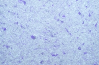 Жидкие обои Юрски Лилия 902 Фиолетовый