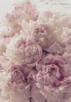 Флізелінові романтичні фото шпалери 184x254 см 3Д Квіти Пудрово-рожеві півонії (13818V4A)+клей