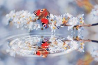 Флізелінові 3D фото шпалери на стіну в зал 368х254 см Відображення метелика та квітів у воді (013V8)+клей - вид 1 мініатюра