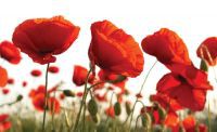 Фотообои флизелиновые 3D 254x184 см Цветы красные маки (1639V4)+клей - вид 1 миниатюра